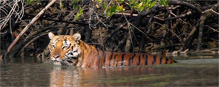 Sundarbans National Park